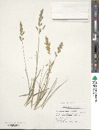 Poa pratensis image