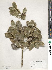 Ilex aquifolium image