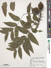 Juglans nigra image