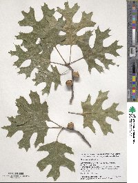 Quercus velutina image