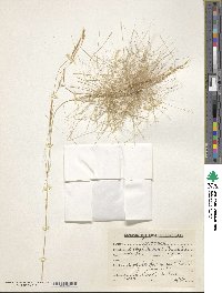 Image of Aristida funiculata