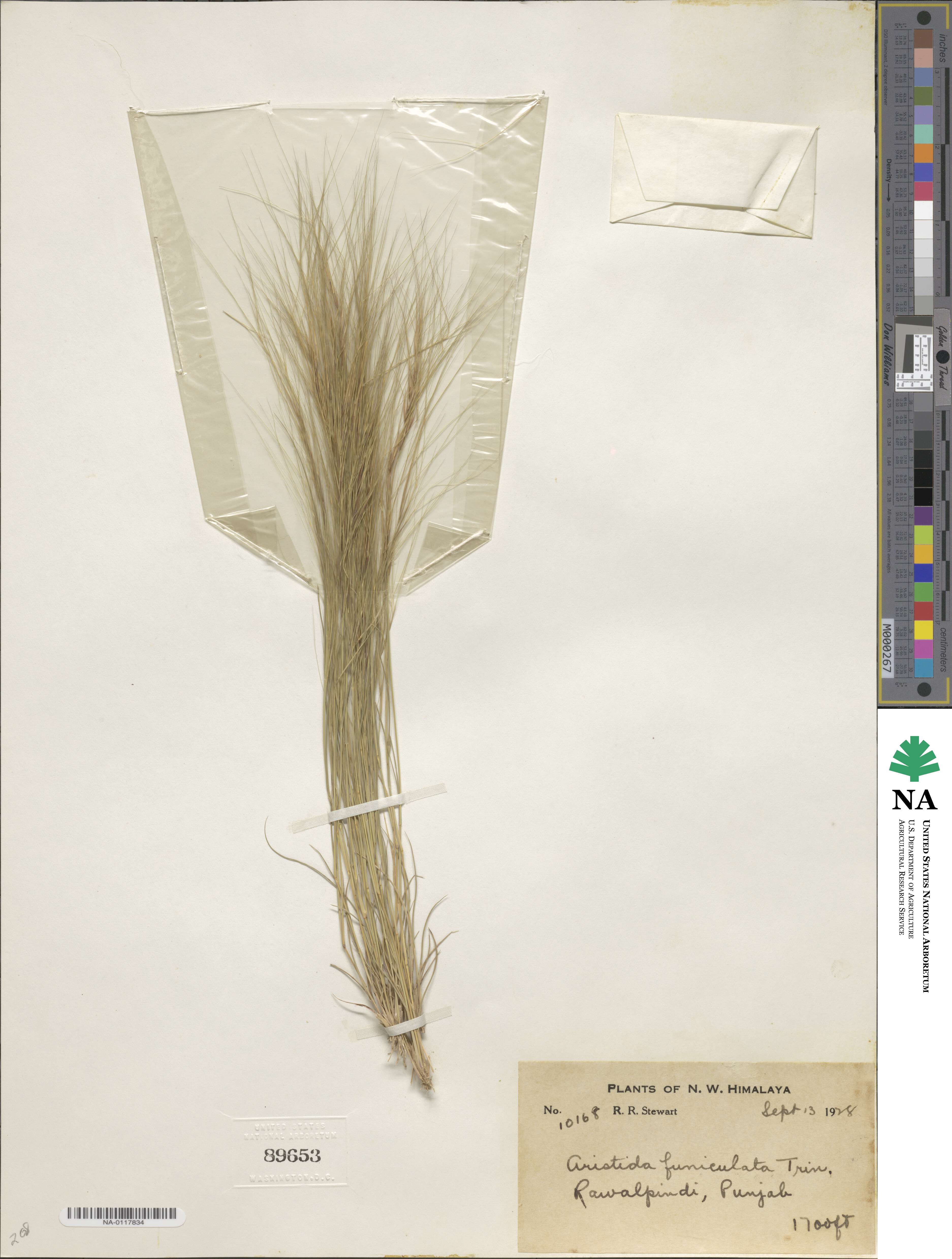Aristida funiculata image