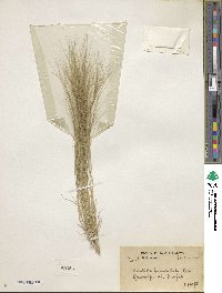 Aristida funiculata image