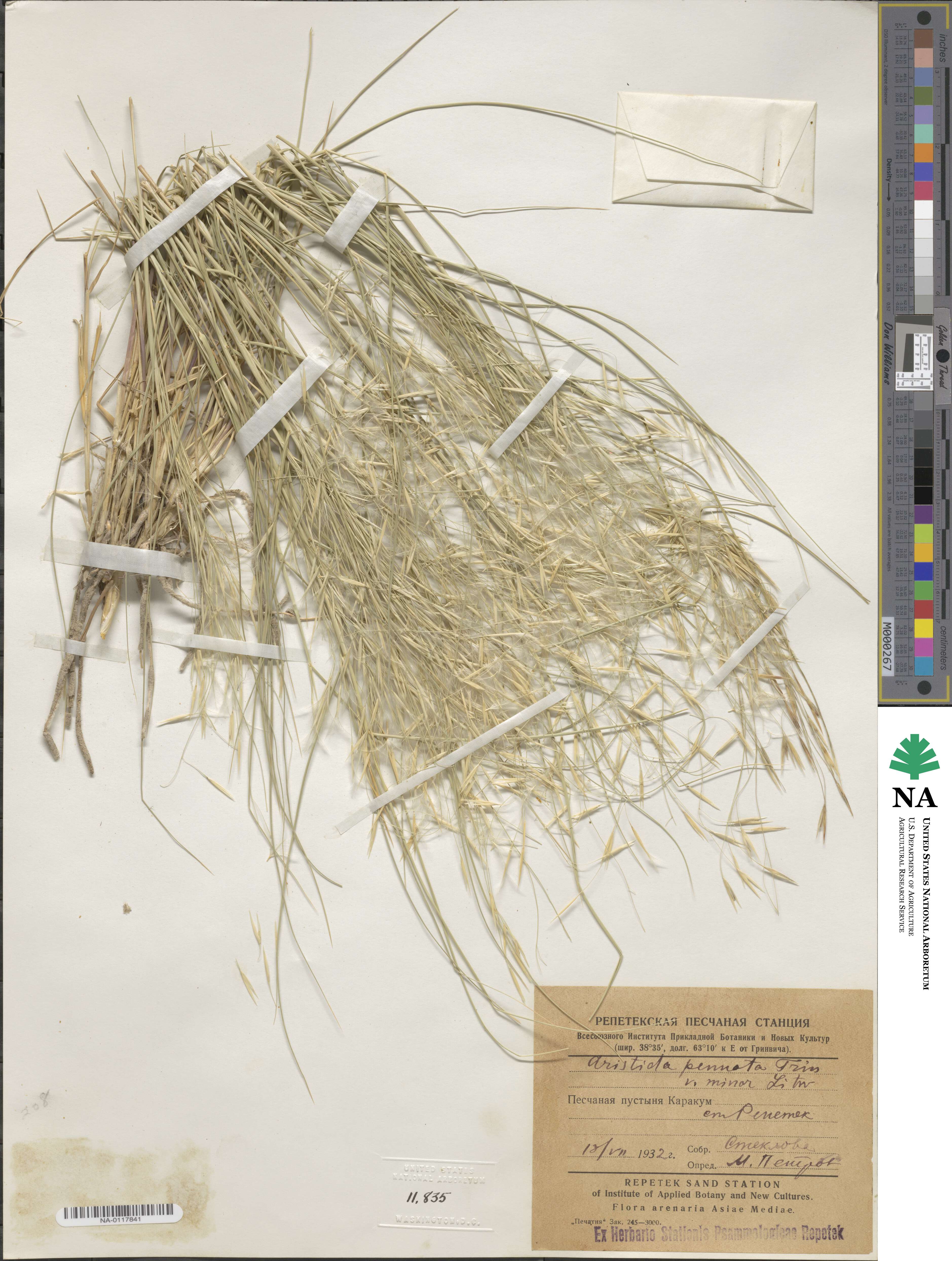 Stipagrostis pennata image