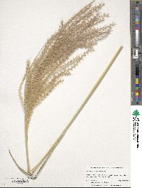 Miscanthus sinensis image