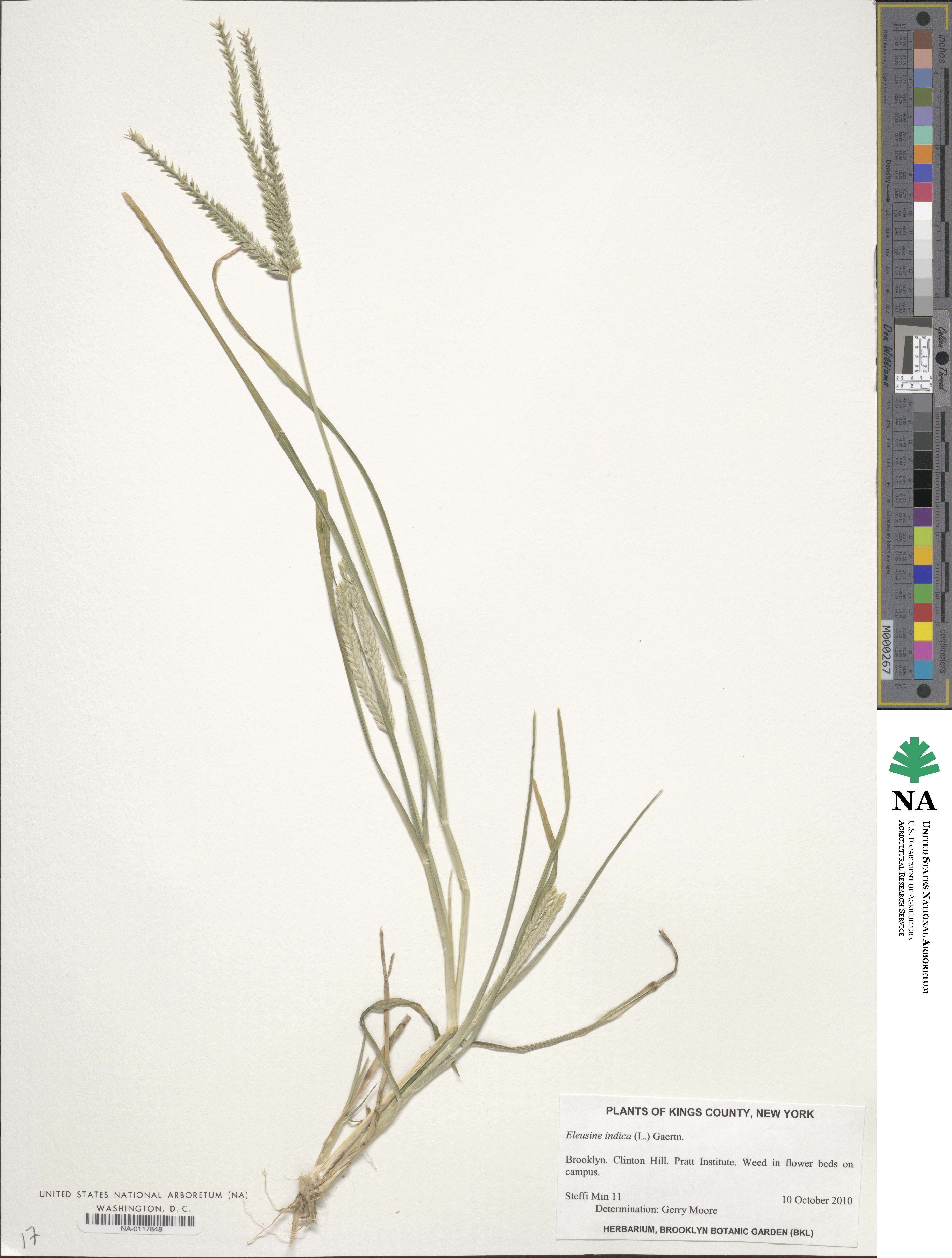 Eleusine indica image