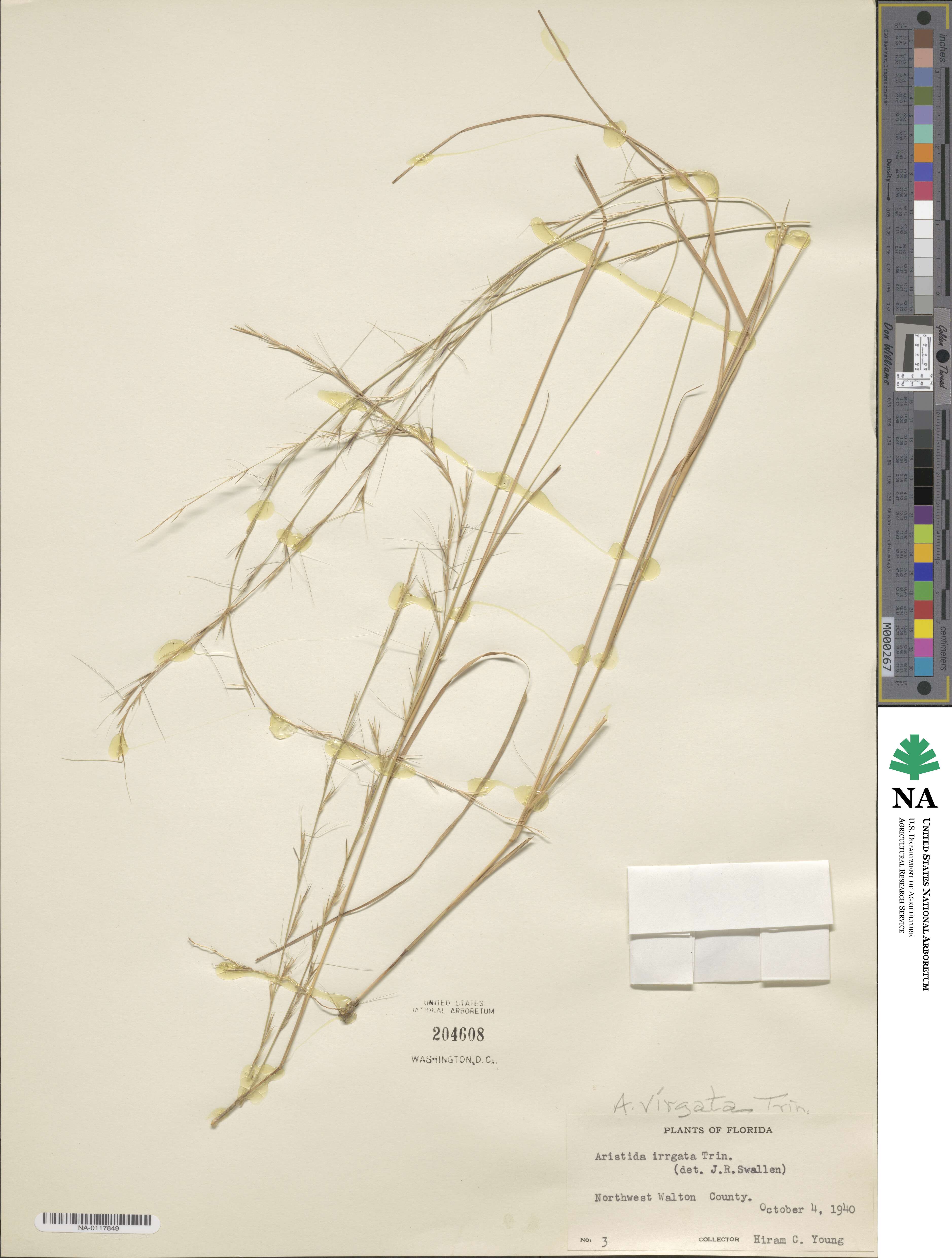 Aristida virgata image