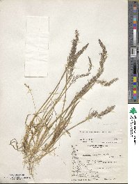 Elymus magellanicus image