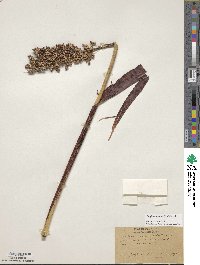 Sorghum bicolor image