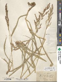 Sorghum halepense image