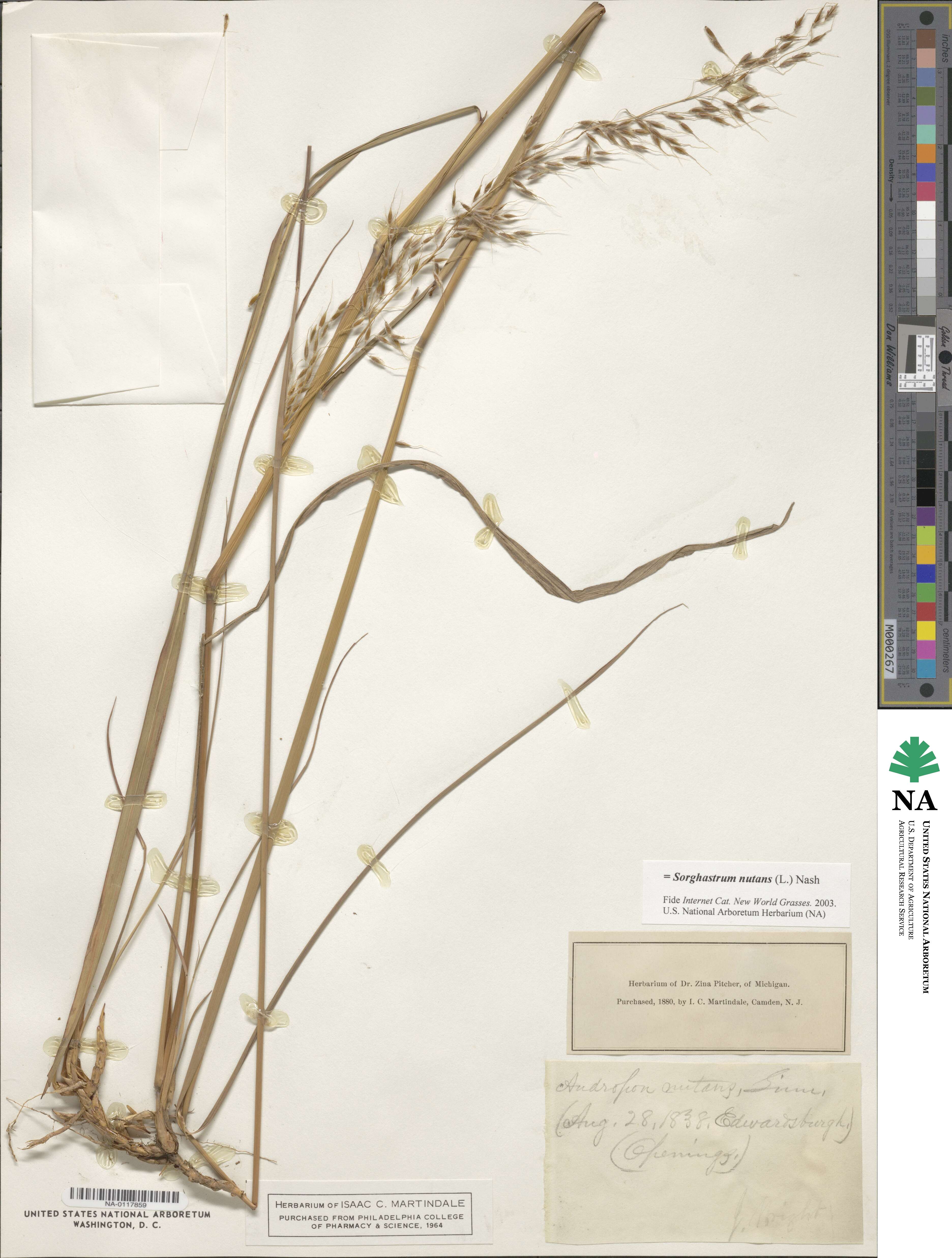 Sorghastrum nutans image