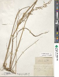 Sorghastrum nutans image