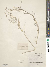 Agrostis capillaris image