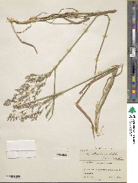 Agrostis capillaris image