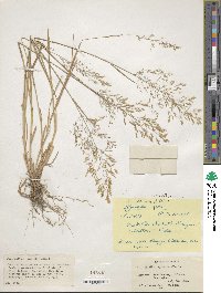 Agrostis capillaris image