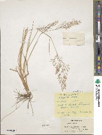 Agrostis capillaris image