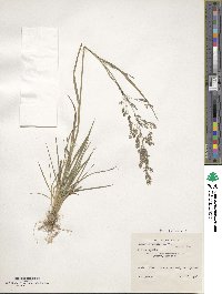 Agrostis capillaris image