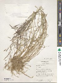 Agrostis capillaris image