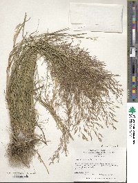 Agrostis capillaris image