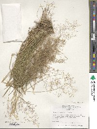 Agrostis capillaris image