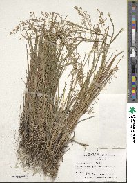 Agrostis capillaris image