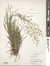 Agrostis capillaris image