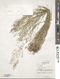 Agrostis capillaris image