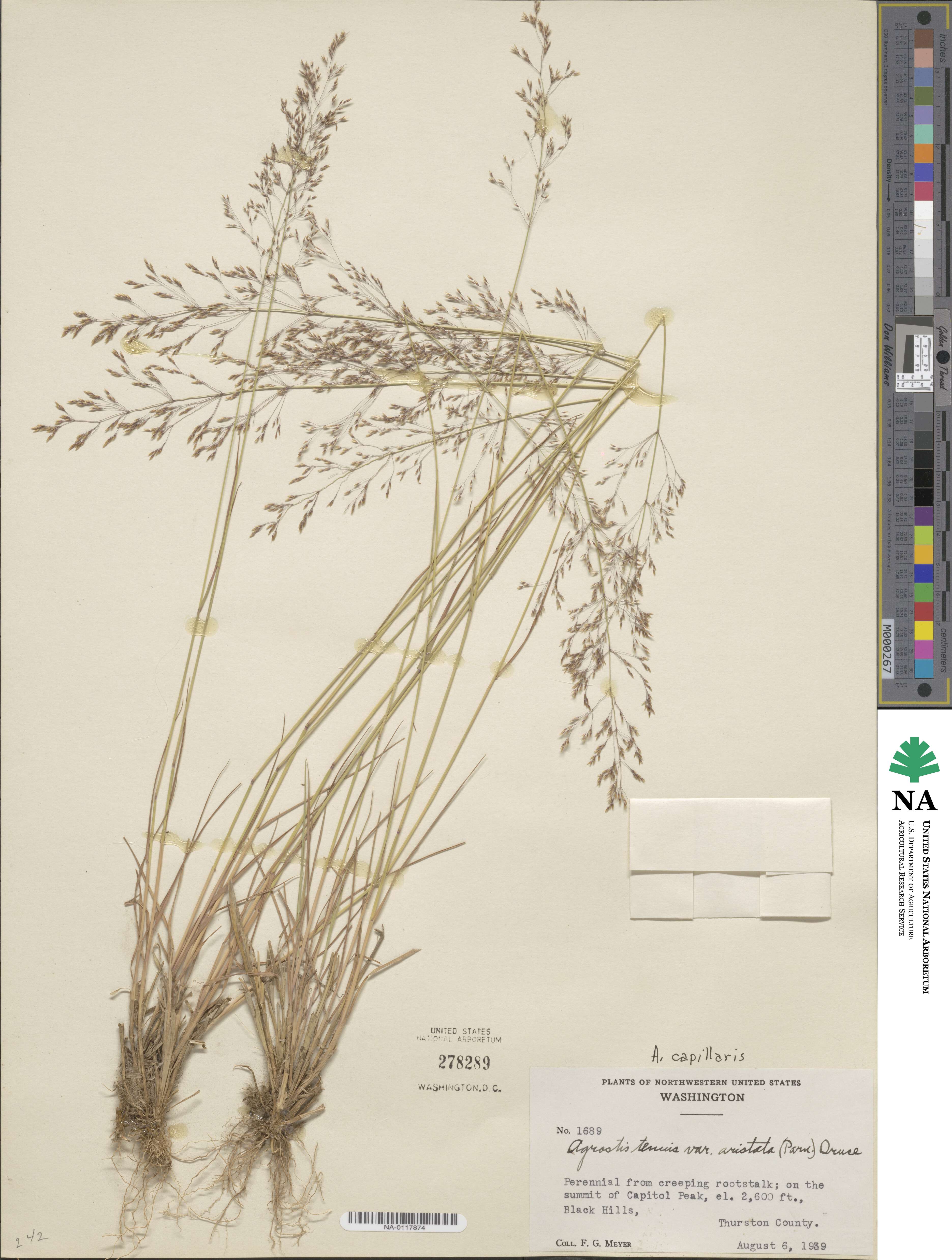 Agrostis capillaris image