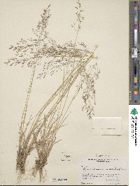 Agrostis capillaris image