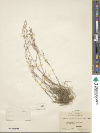 Agrostis capillaris image