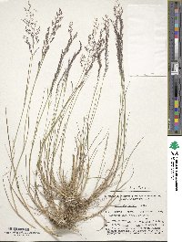 Agrostis capillaris image