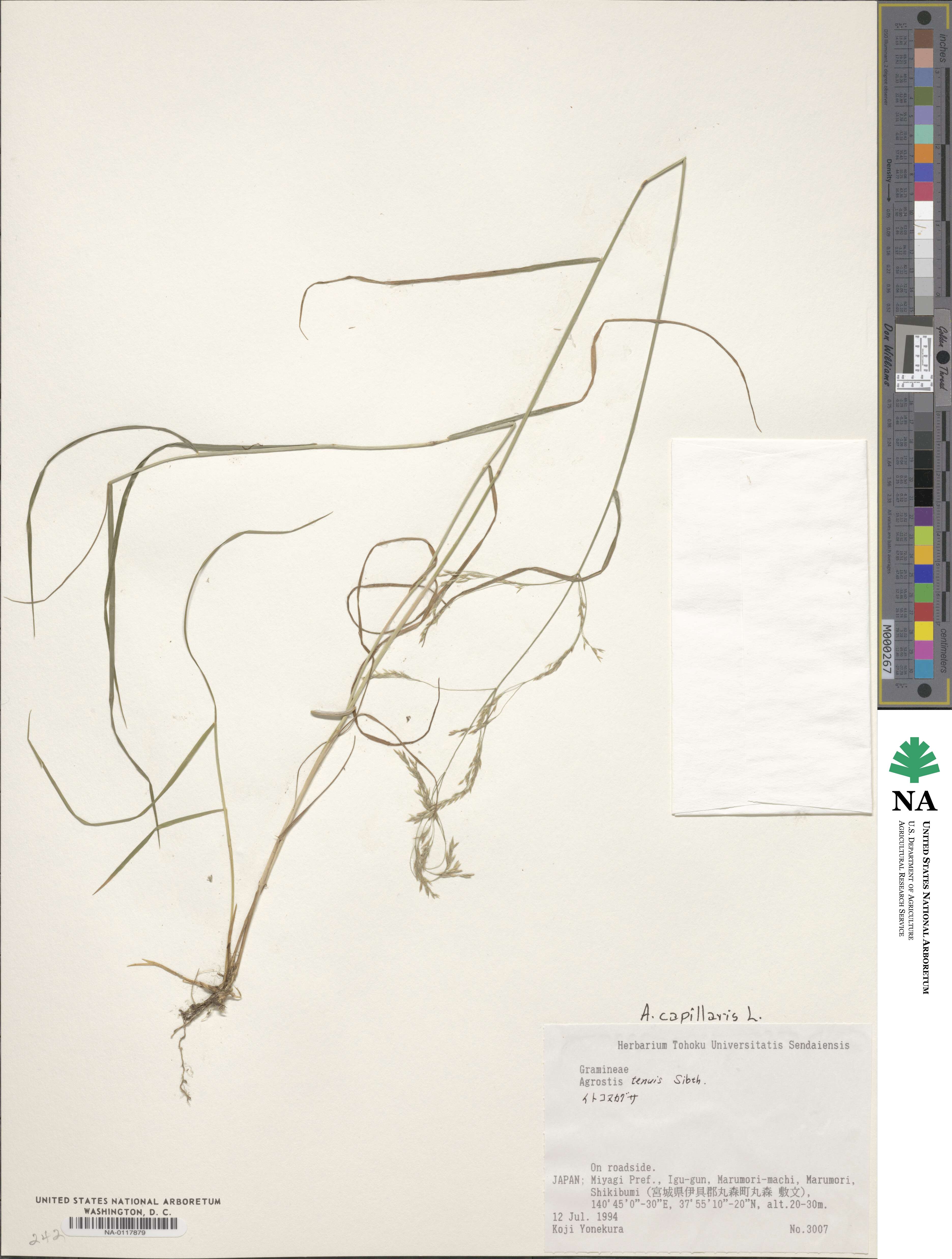 Agrostis capillaris image