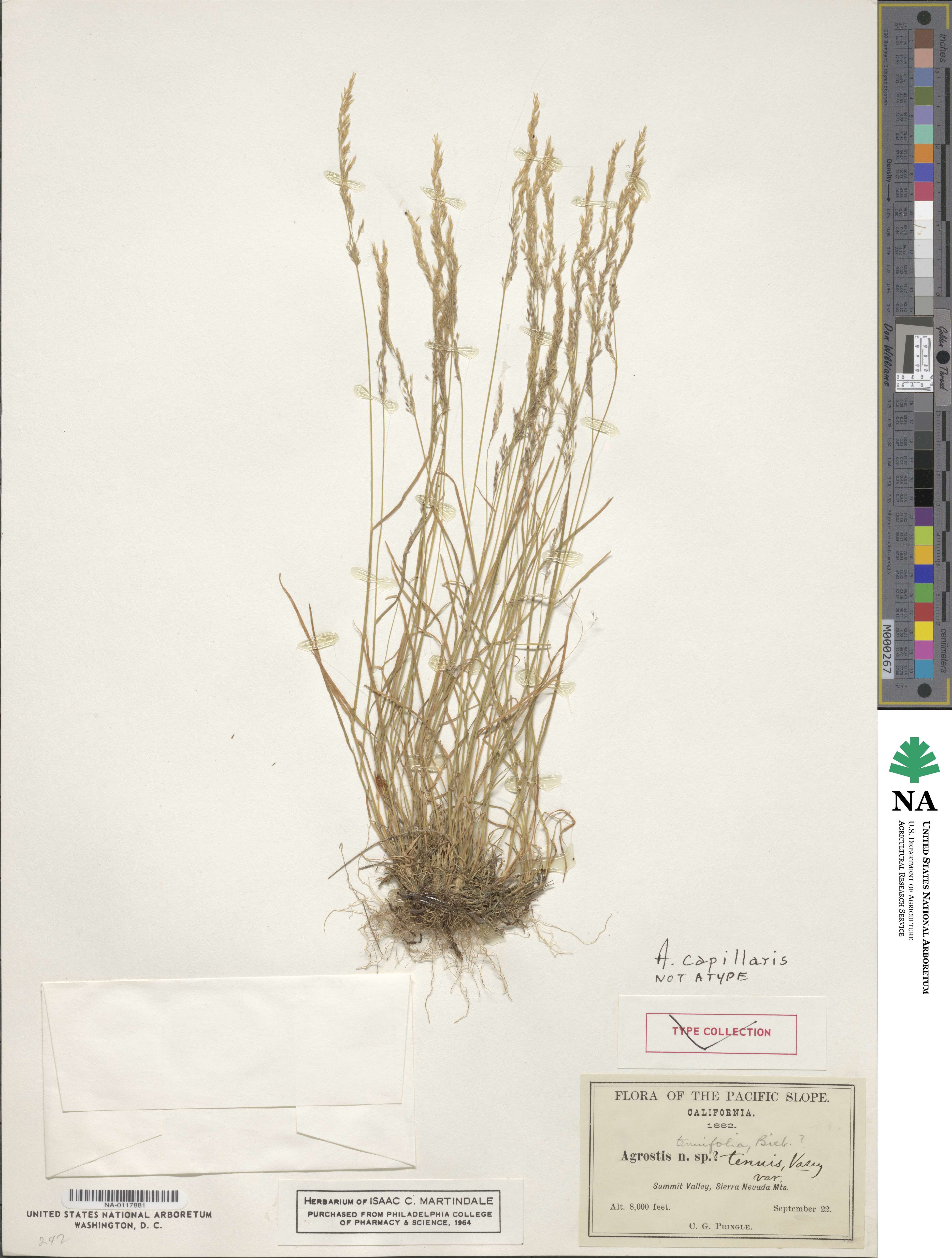 Agrostis capillaris image