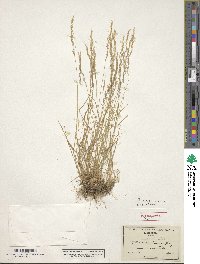 Agrostis capillaris image