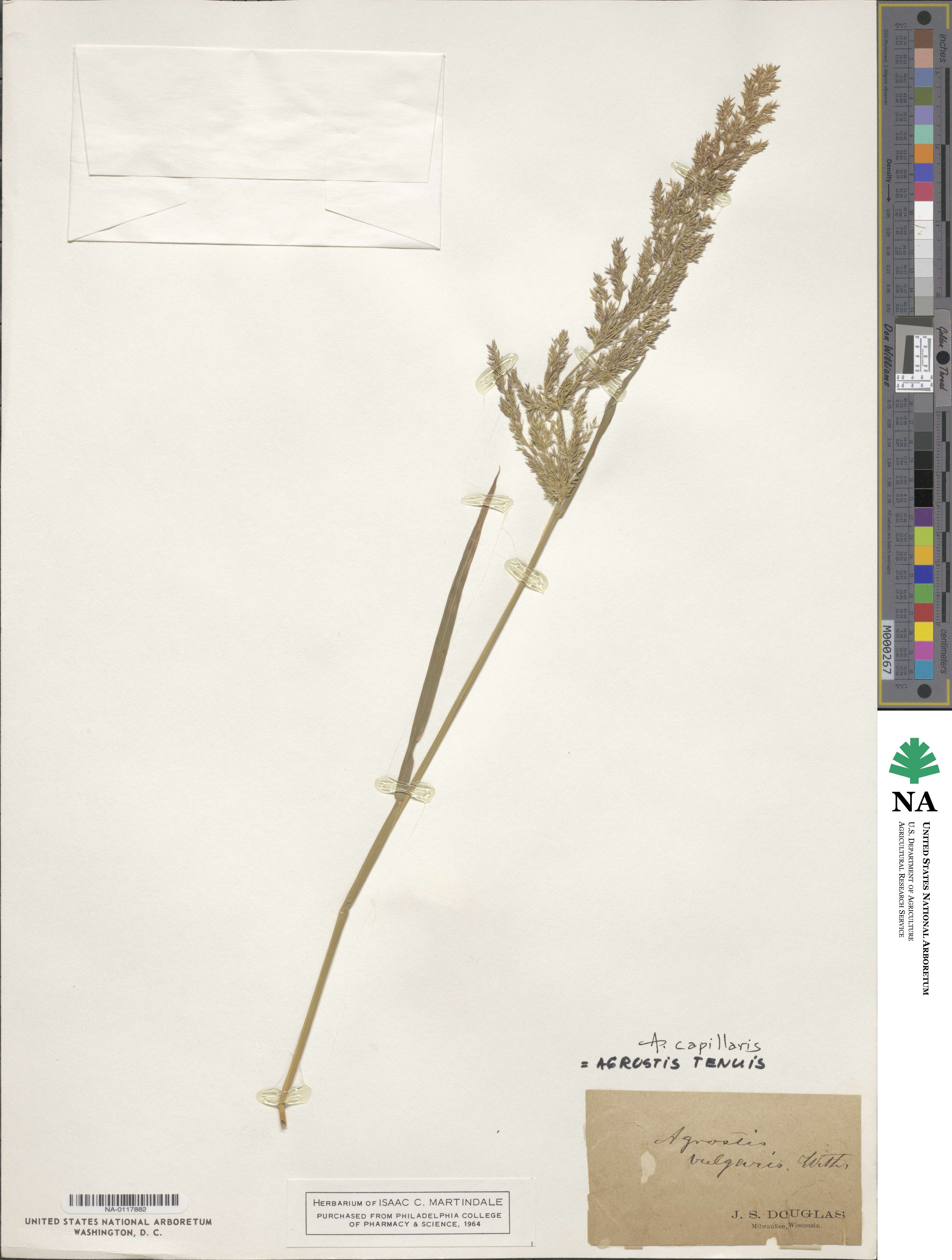 Agrostis capillaris image