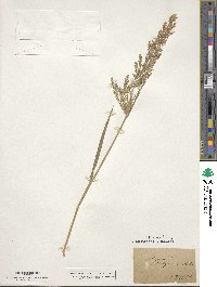 Agrostis capillaris image