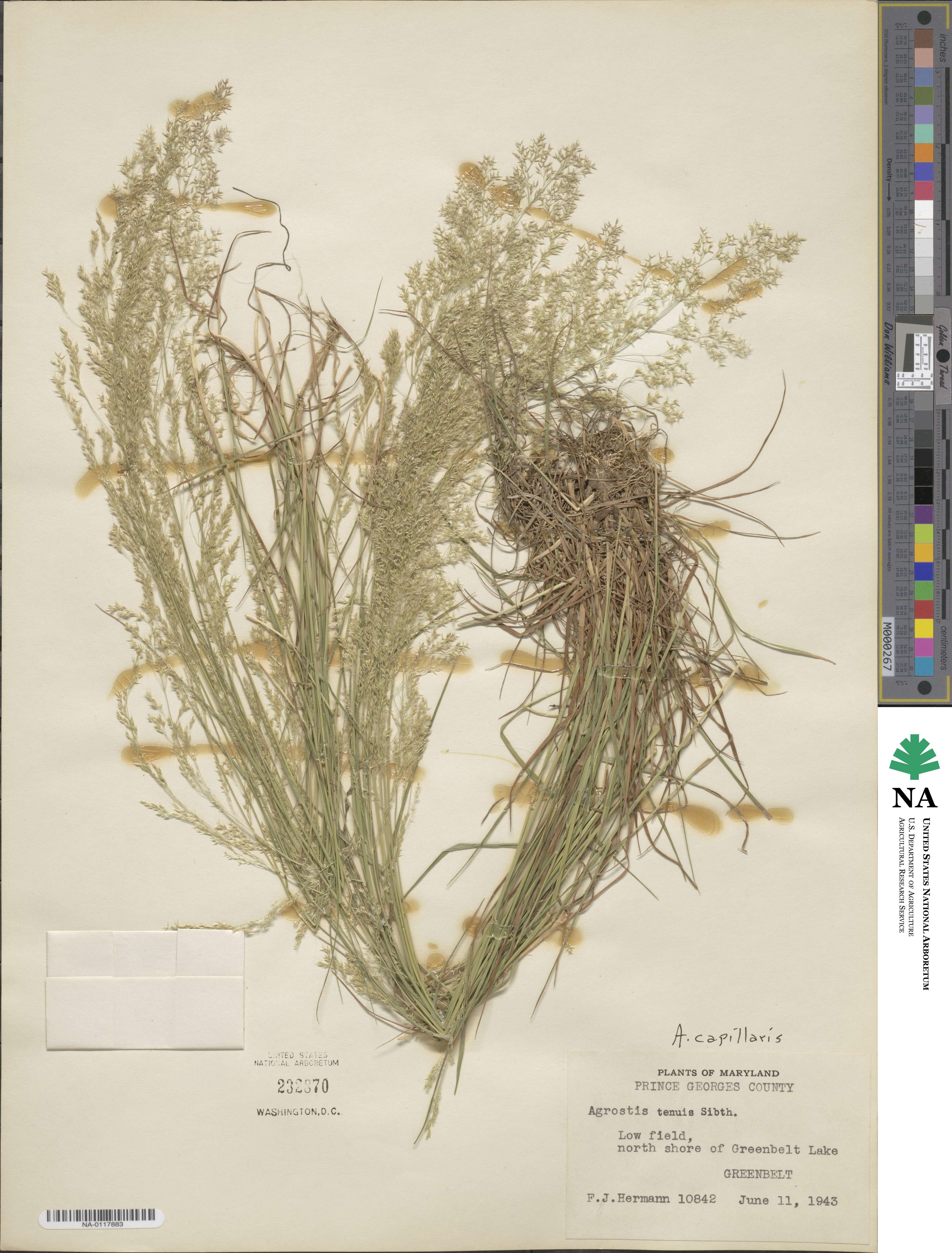 Agrostis capillaris image