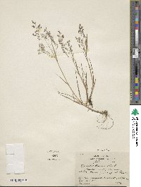 Agrostis capillaris image