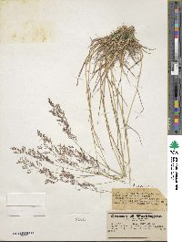 Agrostis capillaris image