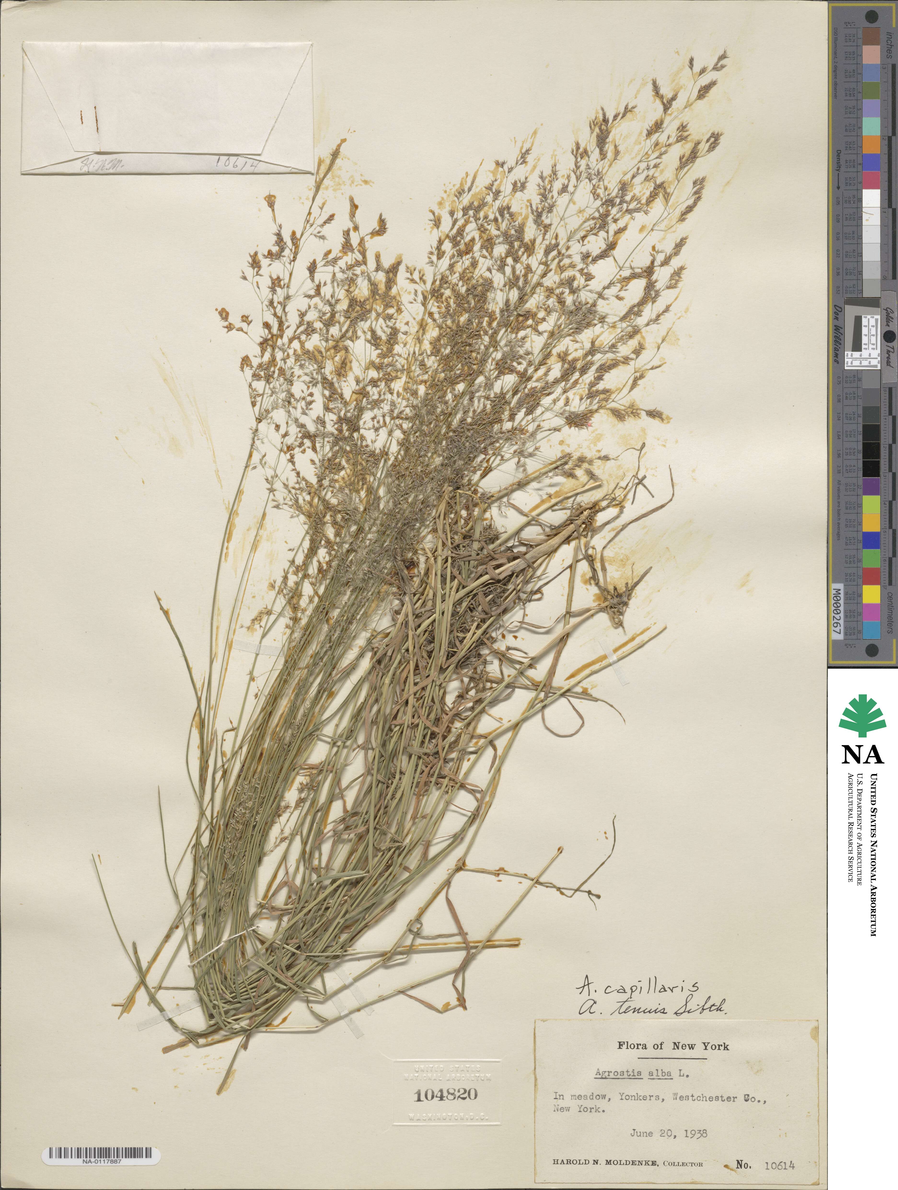 Agrostis capillaris image