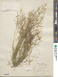 Agrostis capillaris image