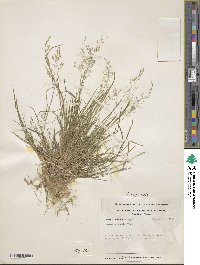 Agrostis capillaris image