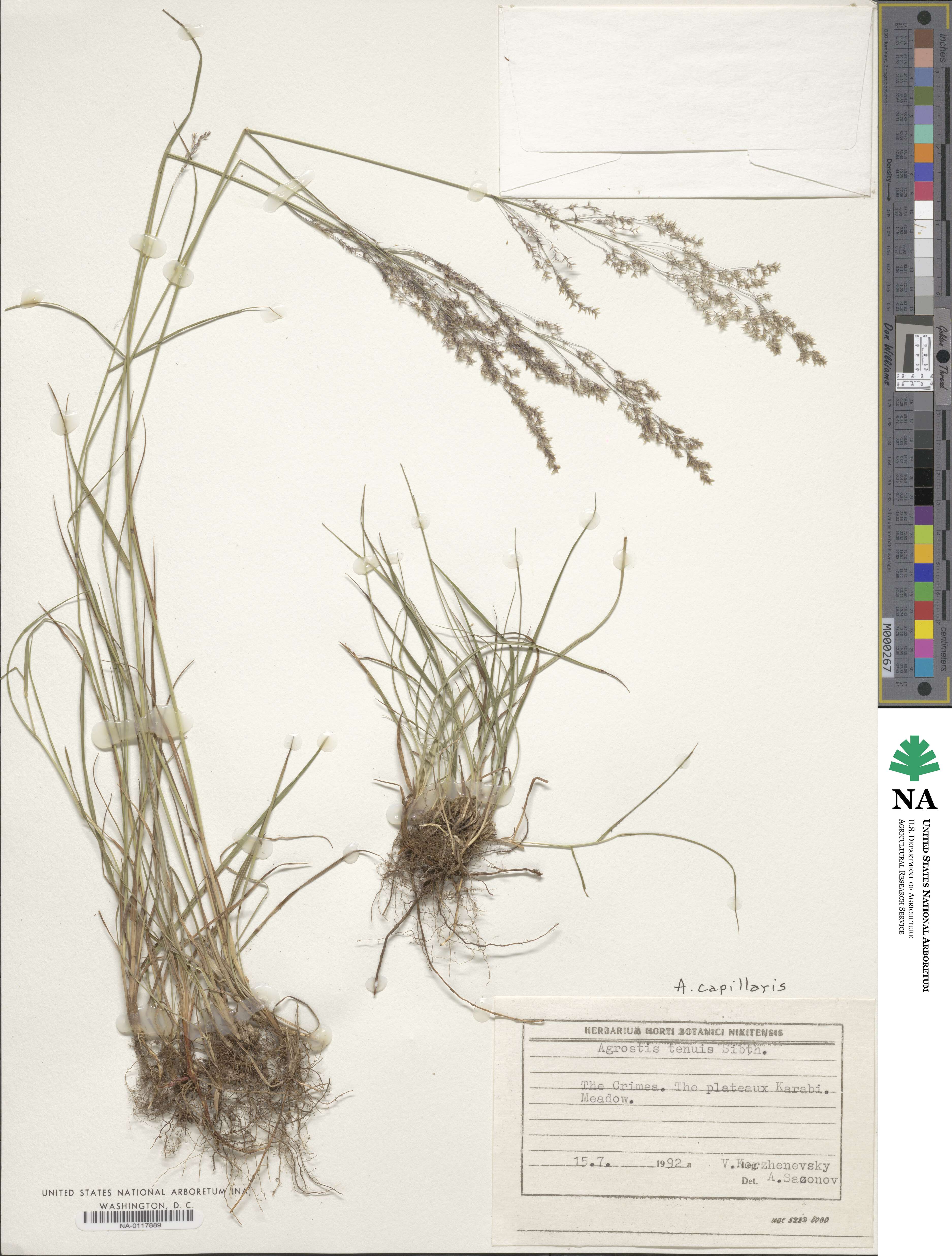 Agrostis capillaris image