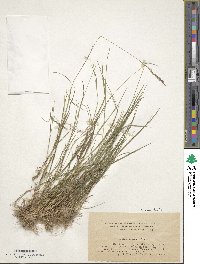 Agrostis capillaris image