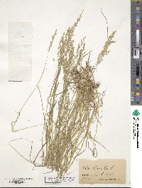 Poa trivialis image