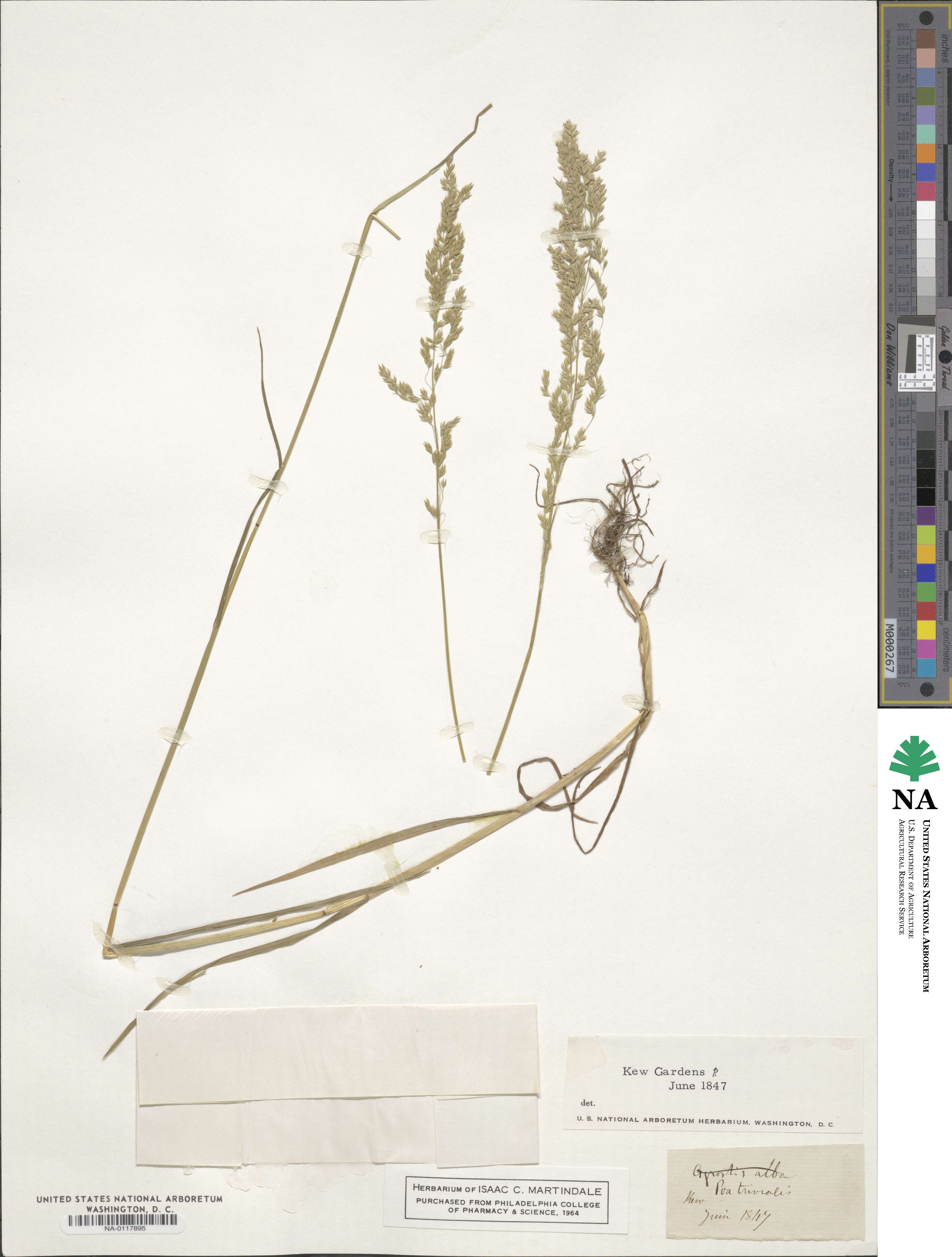 Poa trivialis image