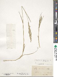 Poa trivialis image