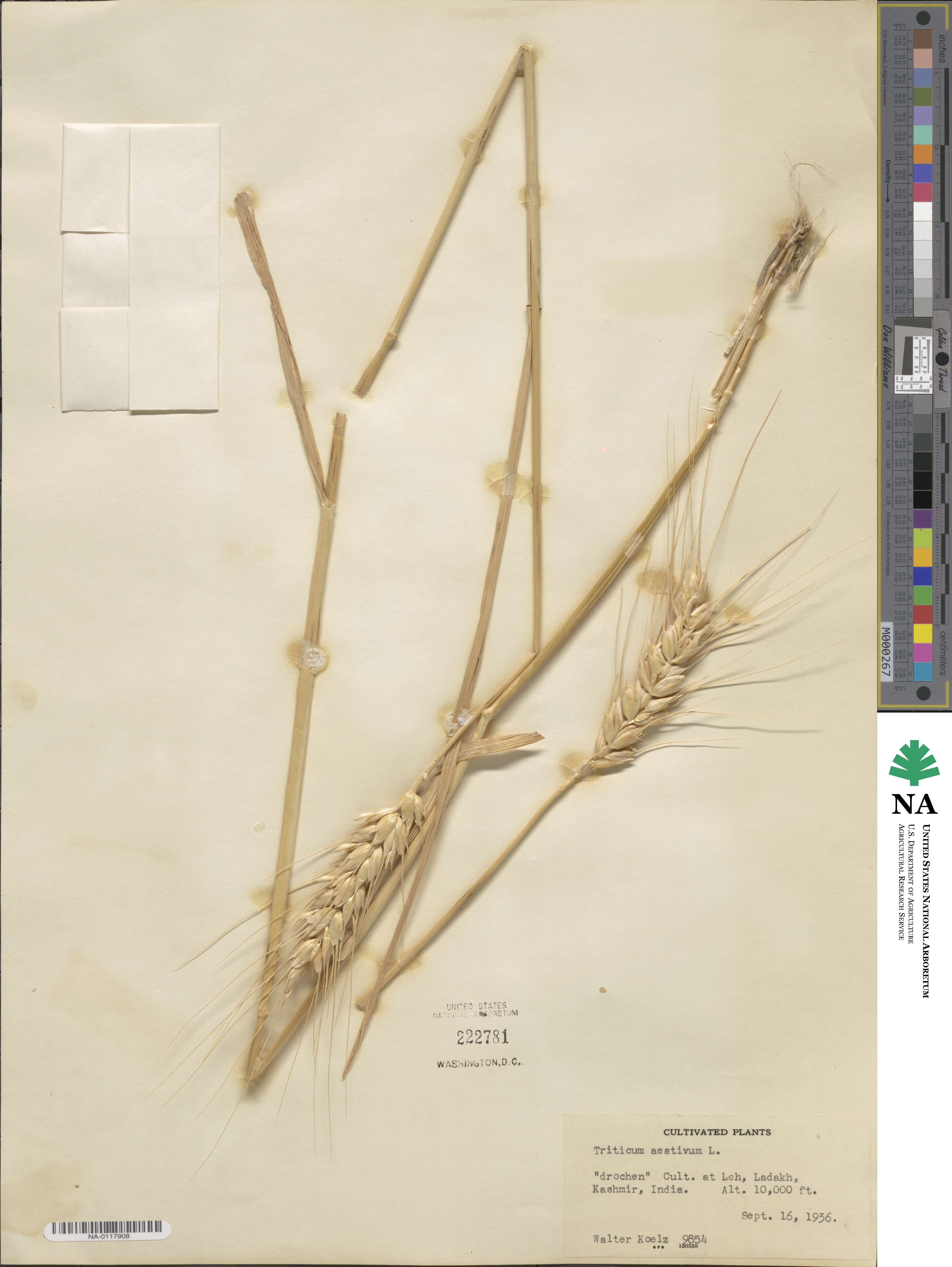 Triticum image