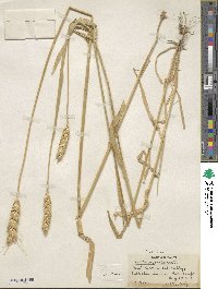 Triticum aestivum image