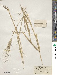 Triticum aestivum image